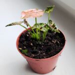 Syngonium Pink Rolli - obrazek 3