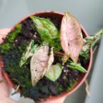 Syngonium Pink Rolli - obrazek 8