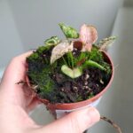 Syngonium Pink Rolli - obrazek 9