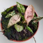 Syngonium Pink Rolli - obrazek 10