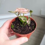 Syngonium Pink Rolli - obrazek 11