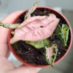 Syngonium Pink Rolli - obrazek 12