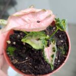 Syngonium Pink Rolli - obrazek 13