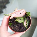 Syngonium Pink Rolli - obrazek 7