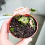 Syngonium Pink Rolli - obrazek 6