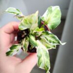 Syngonium Starlite - obrazek 9