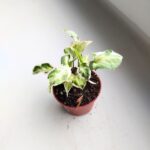 Syngonium Starlite - obrazek 10