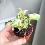 Syngonium Starlite - obrazek 8