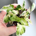 Syngonium Starlite - obrazek 3