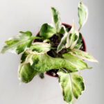 Syngonium Starlite - obrazek 2