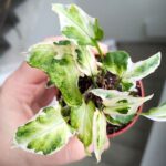Syngonium Starlite - obrazek 7