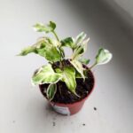 Syngonium Starlite - obrazek 6