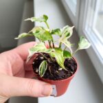 Syngonium Starlite - obrazek 5