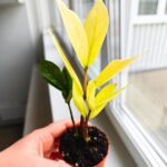 Zamioculcas Chameleon / Zamiokulkas - obrazek 4
