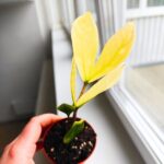 Zamioculcas Chameleon / Zamiokulkas - obrazek 3