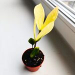 Zamioculcas Chameleon / Zamiokulkas - obrazek 2