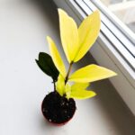 Zamioculcas Chameleon / Zamiokulkas - obrazek 8