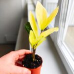 Zamioculcas Chameleon / Zamiokulkas - obrazek 9