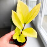 Zamioculcas Chameleon / Zamiokulkas