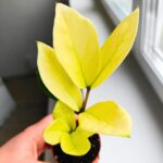 Zamioculcas Chameleon / Zamiokulkas - obrazek 6