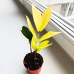 Zamioculcas Chameleon / Zamiokulkas - obrazek 5