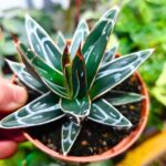 Agawa królewska / Agave victoriae reginae