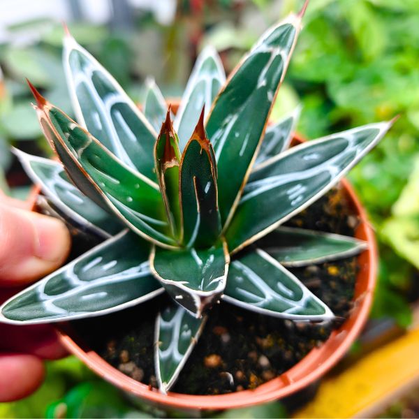 agave agawa victoriae-reginae Agawa królewska / Agave victoriae reginae - obrazek 1