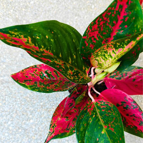 aglaonema chilli red (1) Aglaonema Chili Red - obrazek 1
