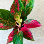 Aglaonema Chili Red - obrazek 4