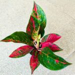 Aglaonema Chili Red - obrazek 3