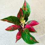 Aglaonema Chili Red - obrazek 2
