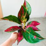 Aglaonema Chili Red - obrazek 8