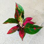 Aglaonema Chili Red - obrazek 7