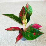 Aglaonema Chili Red - obrazek 6