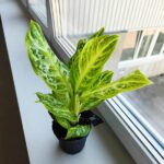 Aglaonema Citrus Glow - obrazek 2