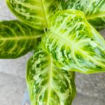 Aglaonema Citrus Glow