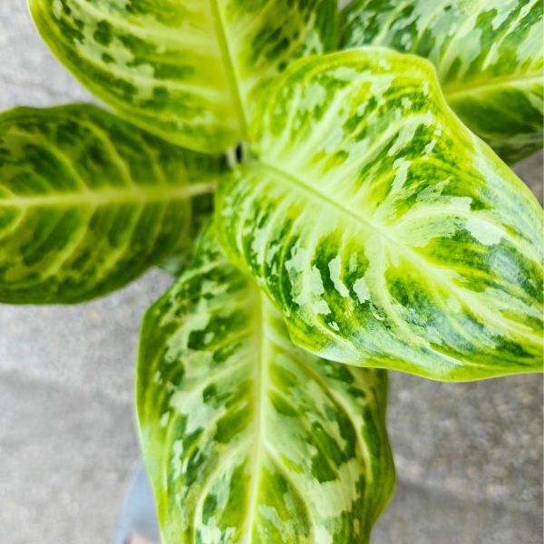 aglaonema citrus glow (2) Aglaonema Citrus Glow - obrazek 1