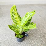 Aglaonema Citrus Glow - obrazek 8