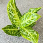 Aglaonema Citrus Glow - obrazek 7