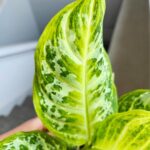 Aglaonema Citrus Glow - obrazek 6