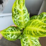 Aglaonema Citrus Glow - obrazek 5