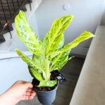 Aglaonema Citrus Glow - obrazek 4