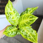 Aglaonema Citrus Glow - obrazek 3