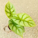 Alokazja / Alocasia DRAGON GOLD - obrazek 2