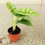 Alokazja / Alocasia DRAGON GOLD - obrazek 7