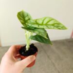 Alokazja / Alocasia DRAGON GOLD - obrazek 6