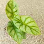 Alokazja / Alocasia DRAGON GOLD - obrazek 5