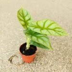 Alokazja / Alocasia DRAGON GOLD - obrazek 3
