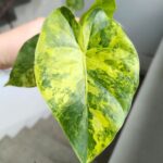 Alokazja / Alocasia macrorrhiza Aurea Variegata
