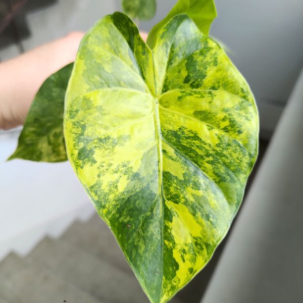 alocasia alokazja macrorrhiza aurea variegata (1) Alokazja / Alocasia macrorrhiza Aurea Variegata - obrazek 1